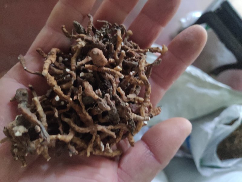 菖蒲优质上等，产区直供全国发货