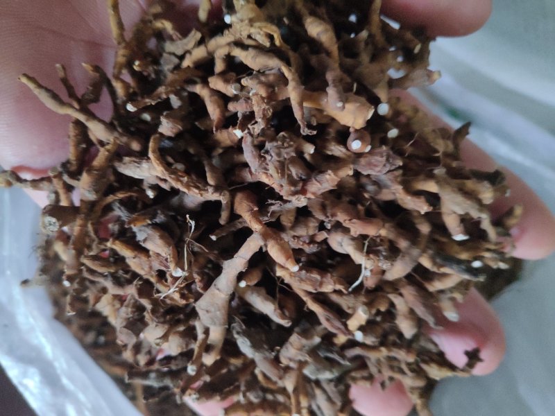菖蒲优质上等，产区直供全国发货