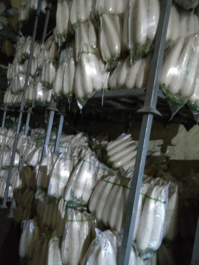 白萝卜大量供应欢迎光临