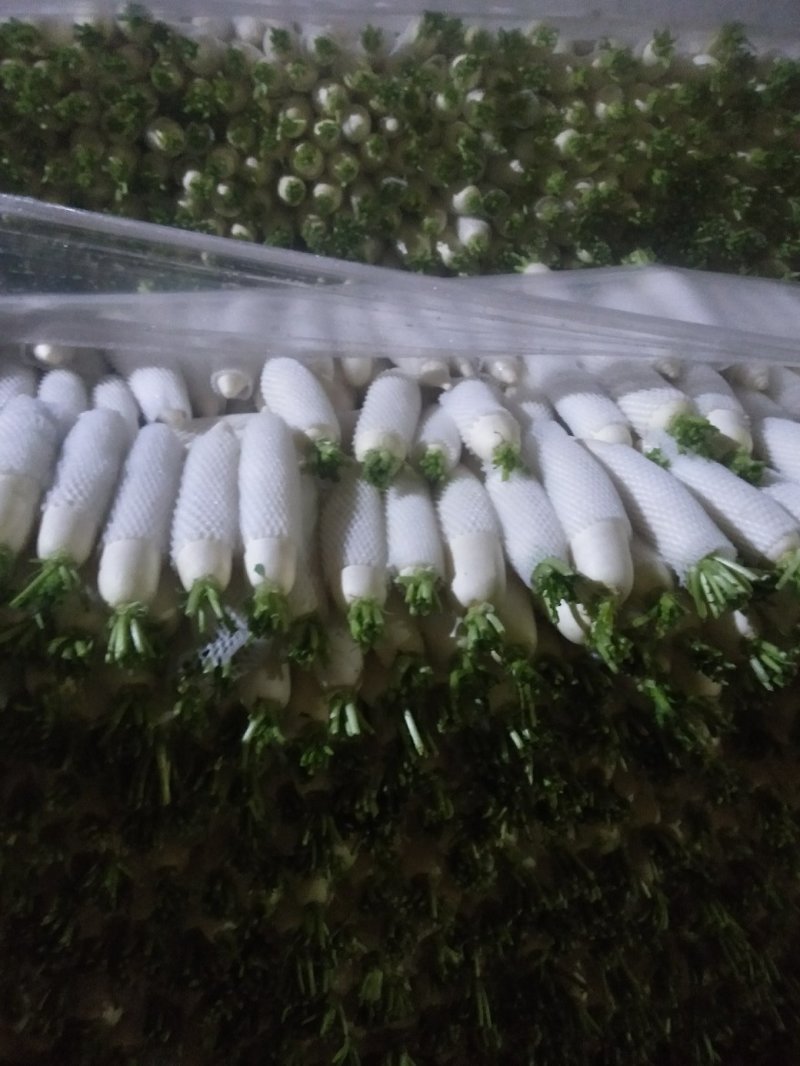 白萝卜大量供应欢迎光临