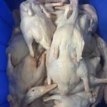 白条鸭