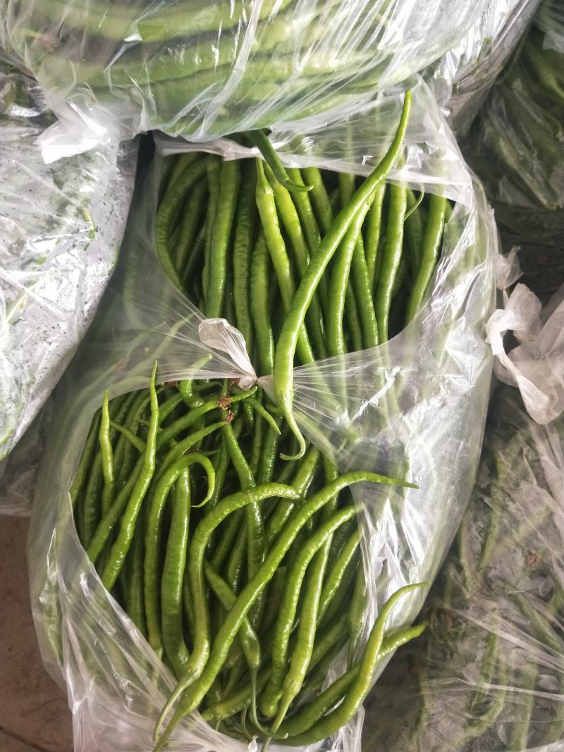 精品线椒20-30公分