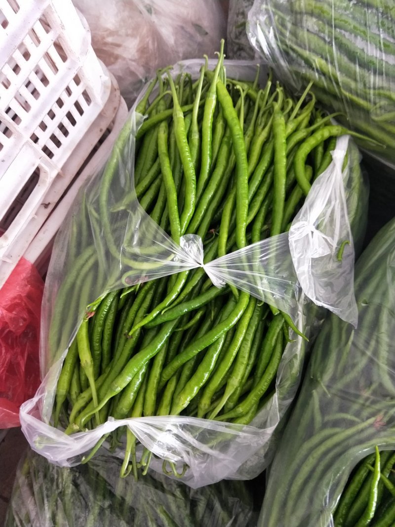精品线椒20-30公分