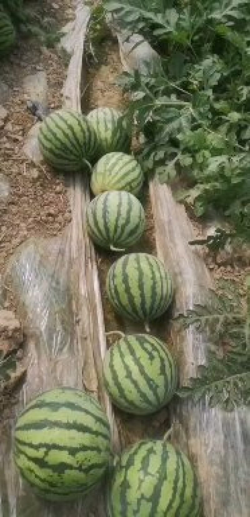 西瓜