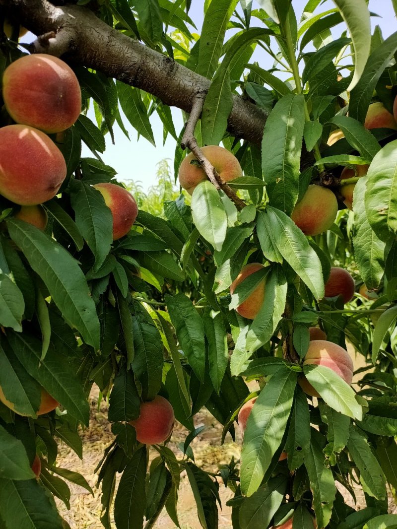 油桃桃子产地直销价格低口感好