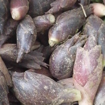 襄荷