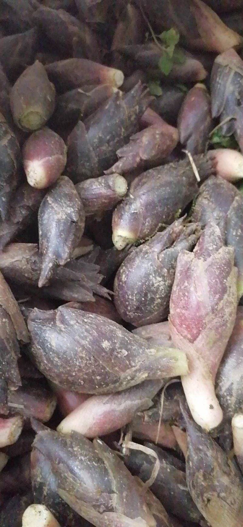 襄荷