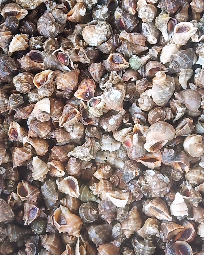 鲜活海螺大海螺小海螺牙签螺连云港海头直发