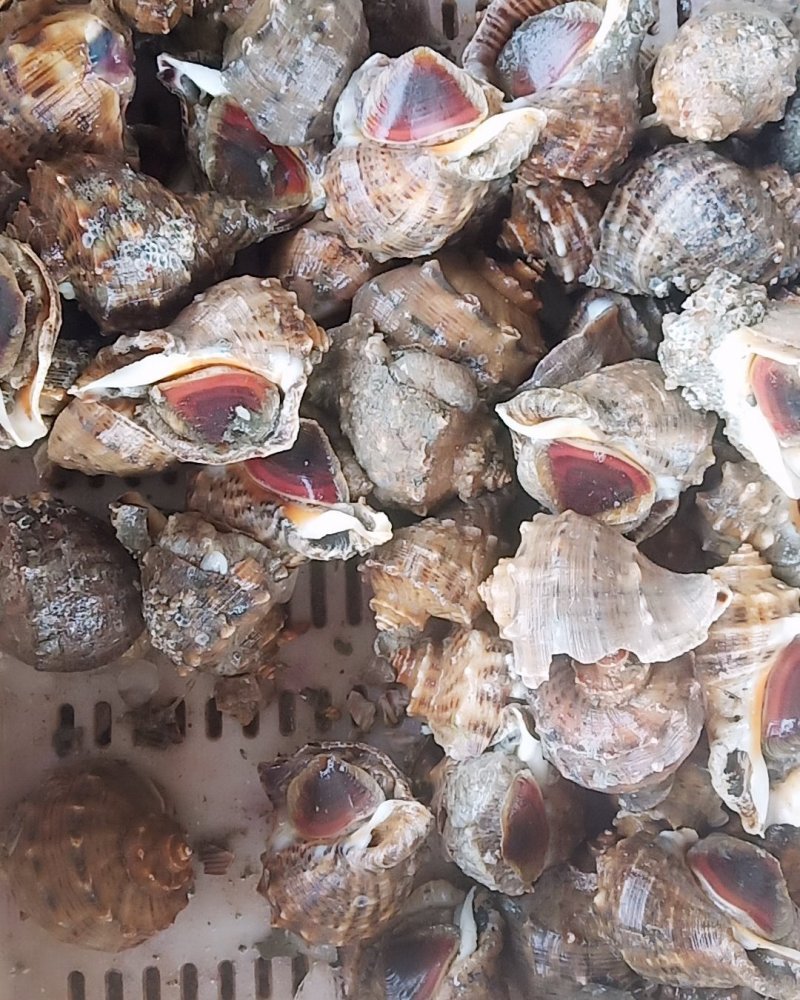 鲜活海螺大海螺小海螺牙签螺连云港海头直发