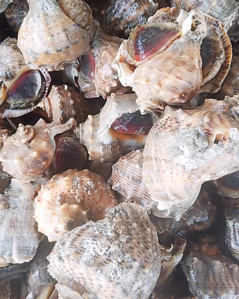 鲜活海螺大海螺小海螺牙签螺连云港海头直发