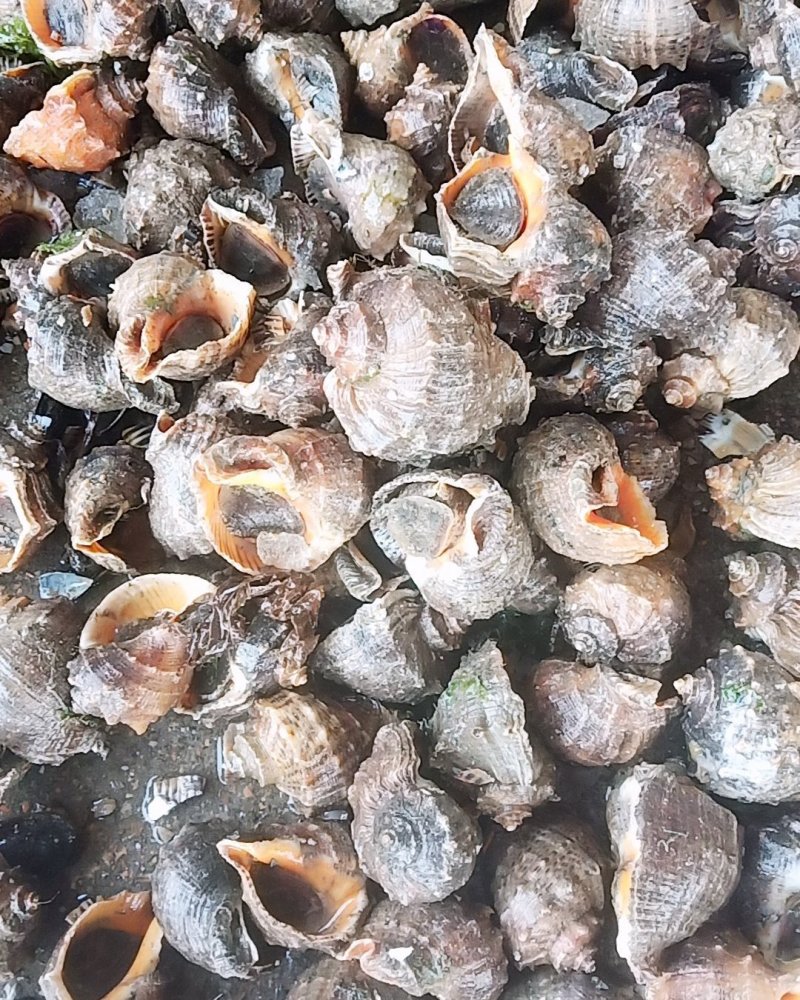 鲜活海螺大海螺小海螺牙签螺连云港海头直发