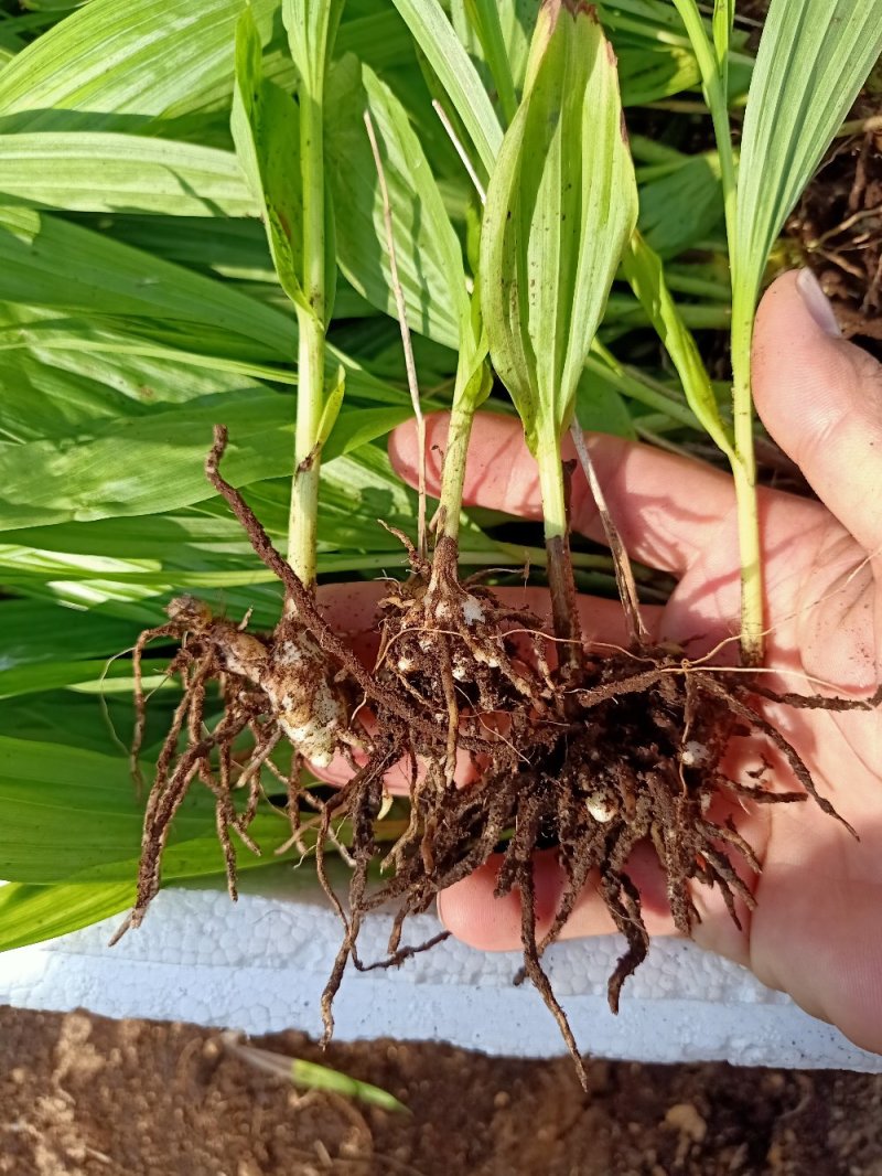 白芨苗白芨种苗大白芨紫花白芨苗产地一手货源