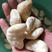 洪泽湖新鲜采摘现剥菱角米个大脆脆的菱角米一件代发