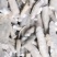 天花粉统个，无硫保含量