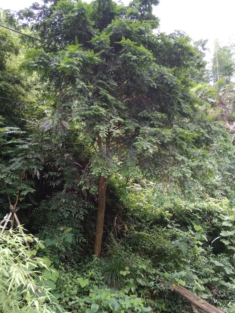 红豆杉树