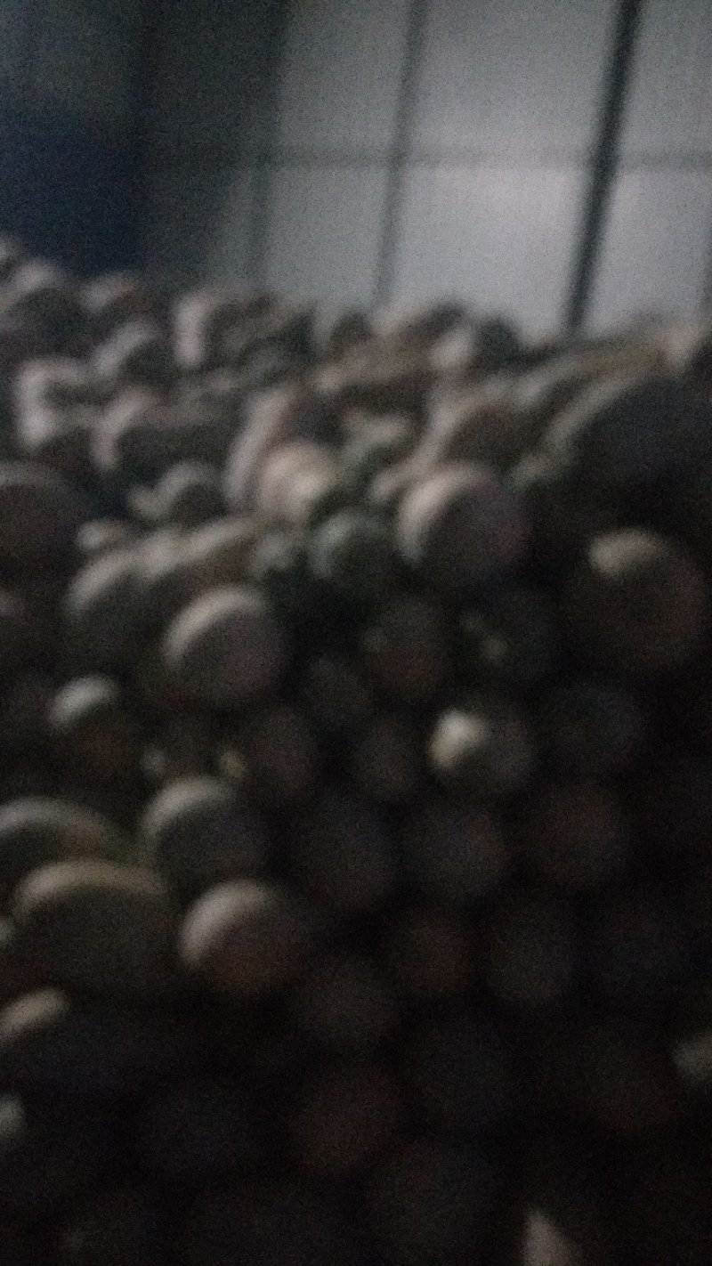 新上市密本南爪香甜个大欢迎订购