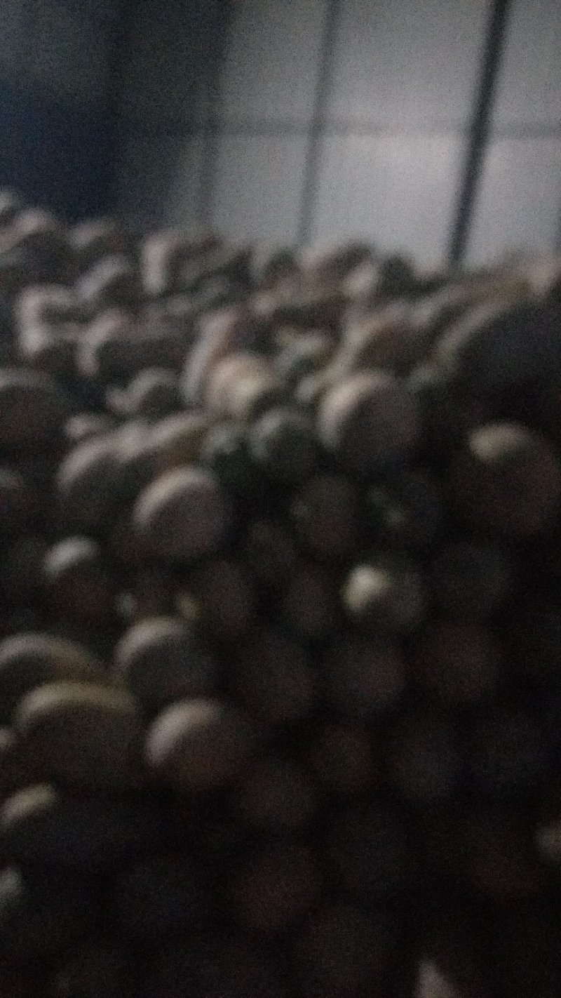 新上市密本南爪香甜个大欢迎订购