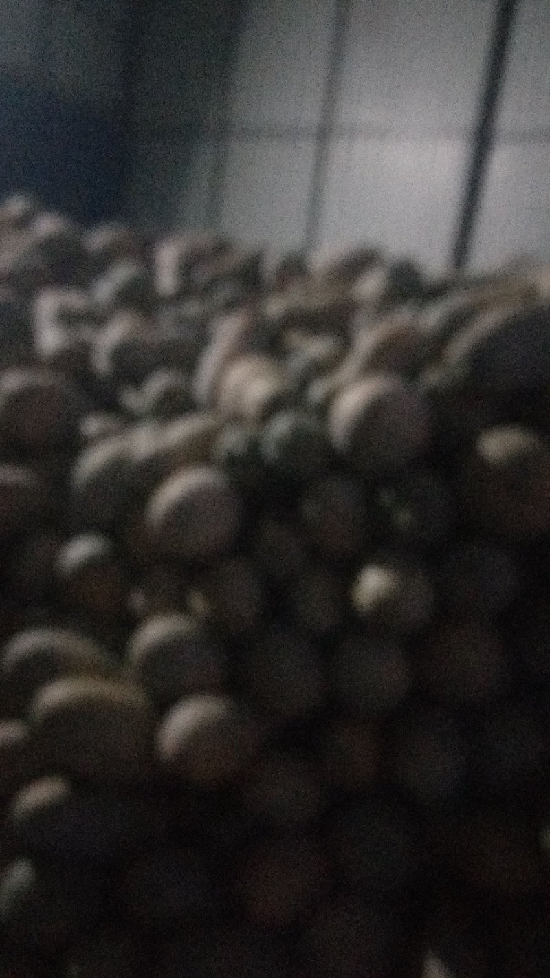 新上市密本南爪香甜个大欢迎订购