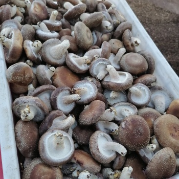 鲜香菇