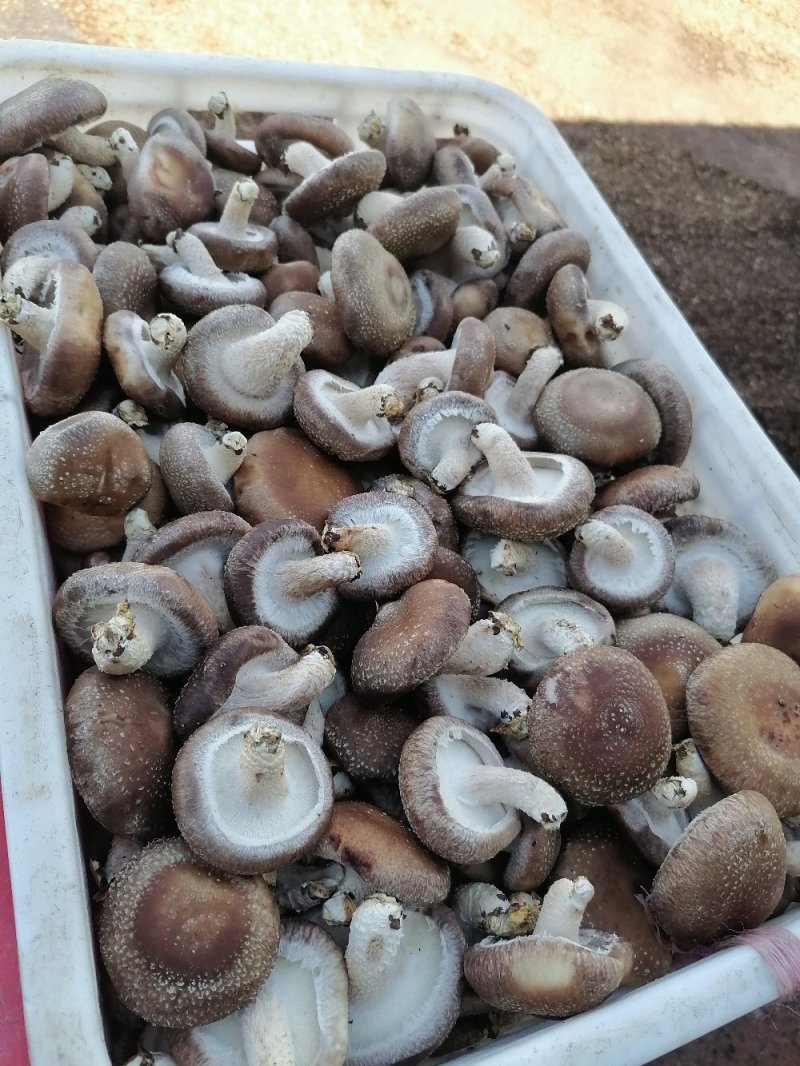 鲜香菇