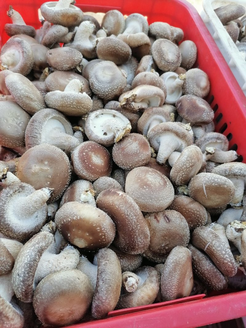 鲜香菇