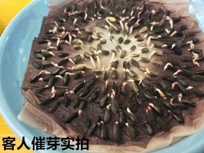 向日葵种孑观赏食用花种种子室内盆栽四季室外庭院矮葵