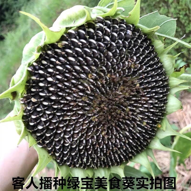 向日葵种孑观赏食用花种种子室内盆栽四季室外庭院矮葵