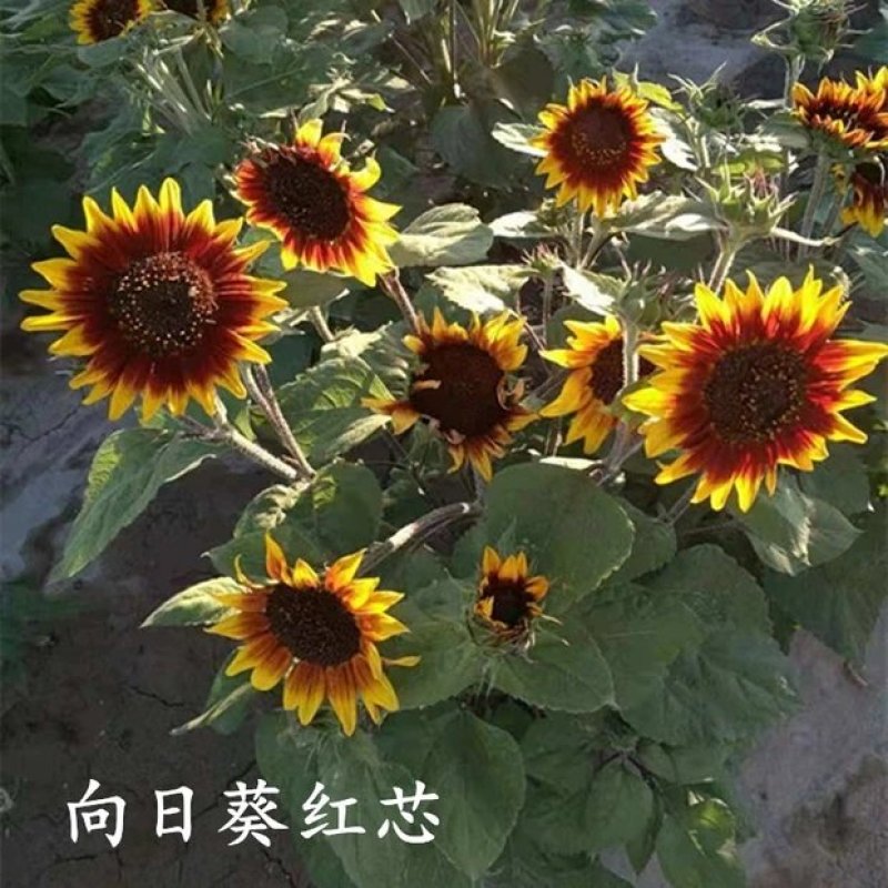 向日葵种孑观赏食用花种种子室内盆栽四季室外庭院矮葵