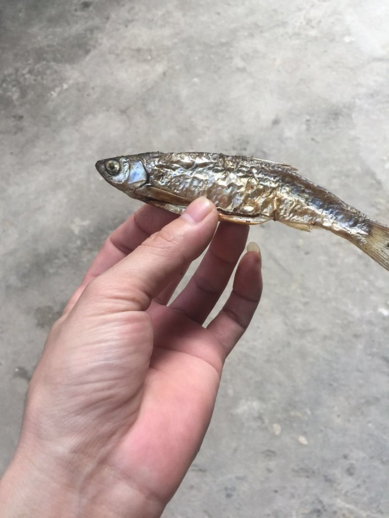 蓝刀鱼干货