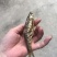 蓝刀鱼干货