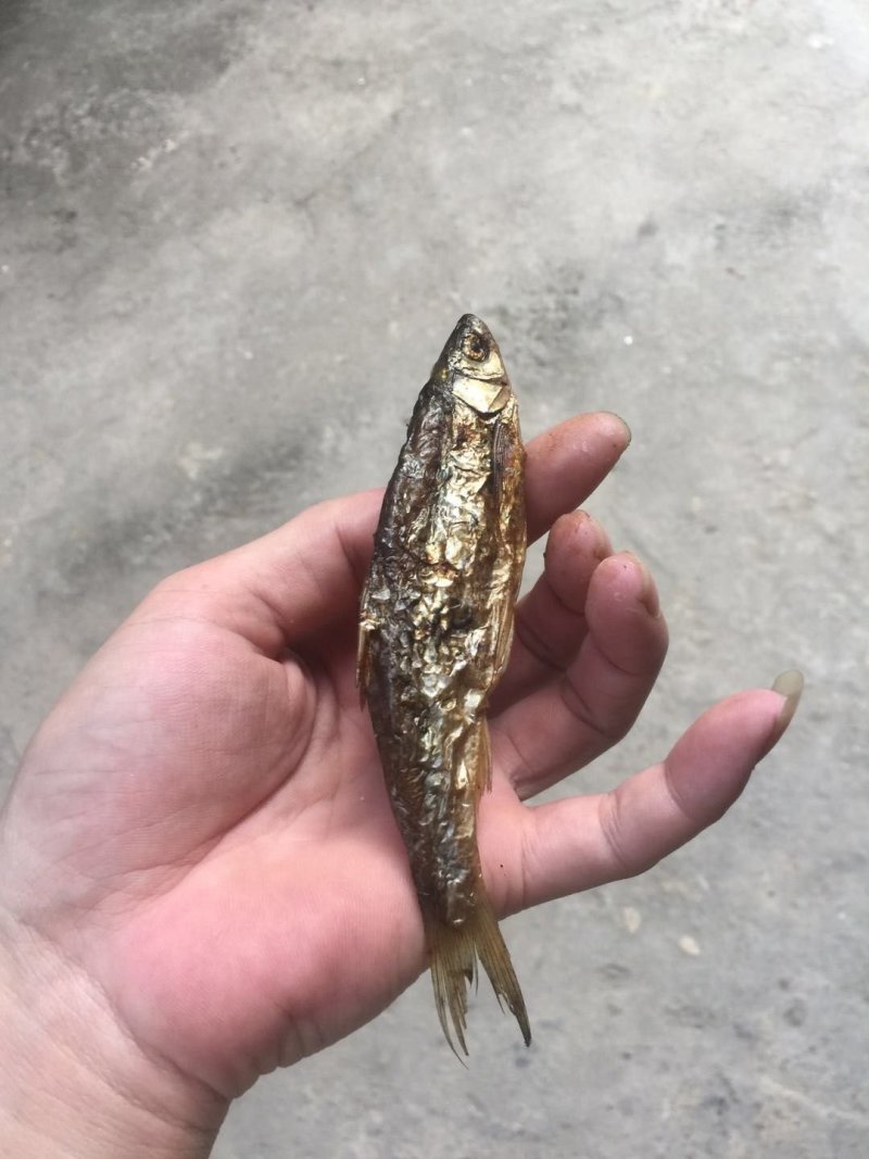 蓝刀鱼干货