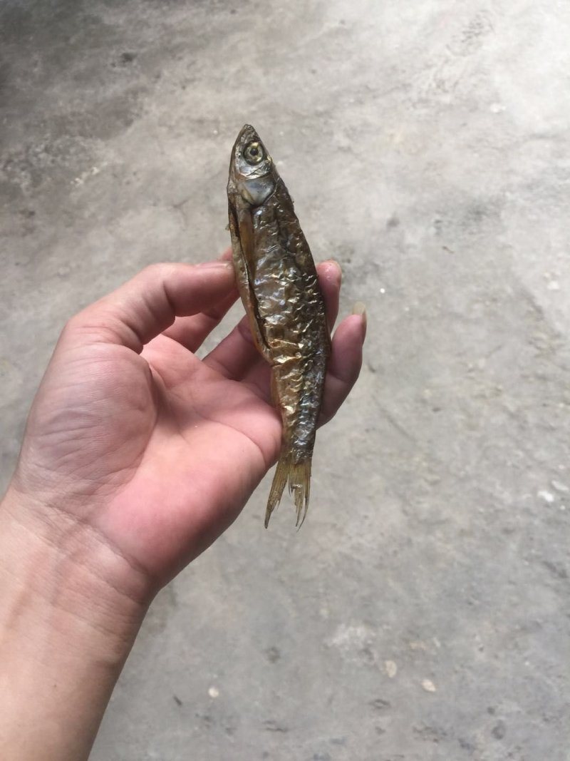 蓝刀鱼干货