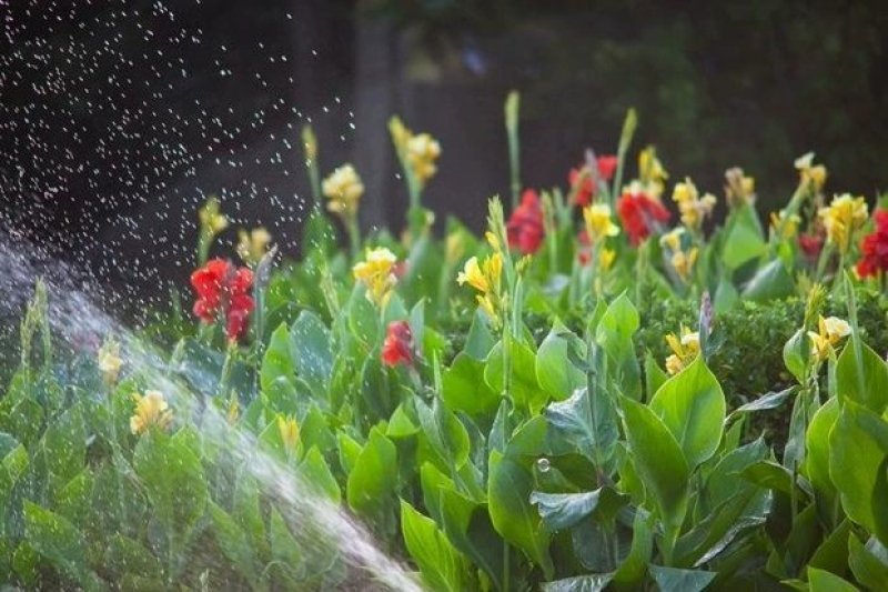 红色美人蕉种子湿生水生植物庭院盆栽室外湿都好播种