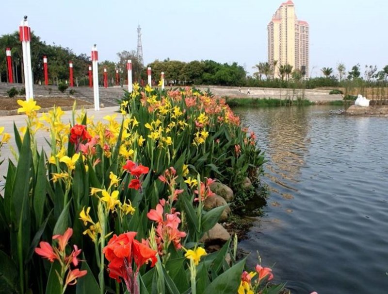 红色美人蕉种子湿生水生植物庭院盆栽室外湿都好播种
