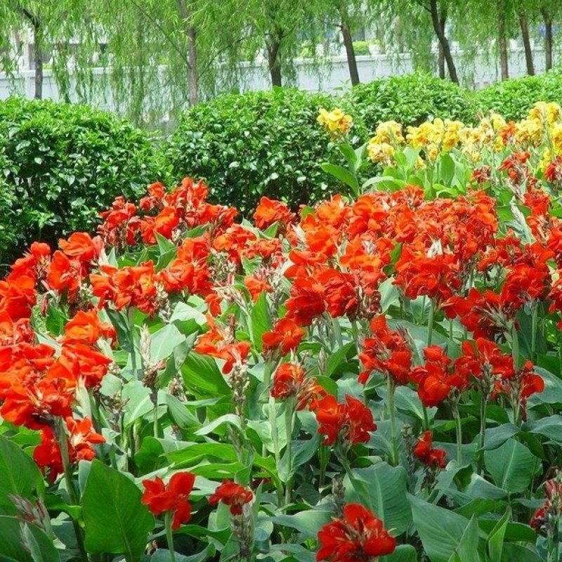 红色美人蕉种子湿生水生植物庭院盆栽室外湿都好播种