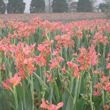 红色美人蕉种子湿生水生植物庭院盆栽室外湿都好播种