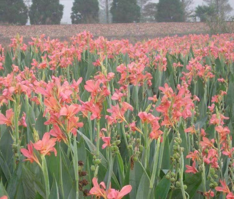 红色美人蕉种子湿生水生植物庭院盆栽室外湿都好播种