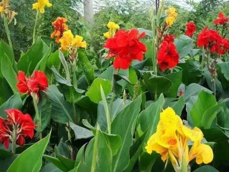 红色美人蕉种子湿生水生植物庭院盆栽室外湿都好播种