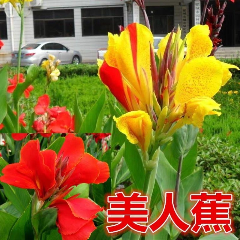 红色美人蕉种子湿生水生植物庭院盆栽室外湿都好播种