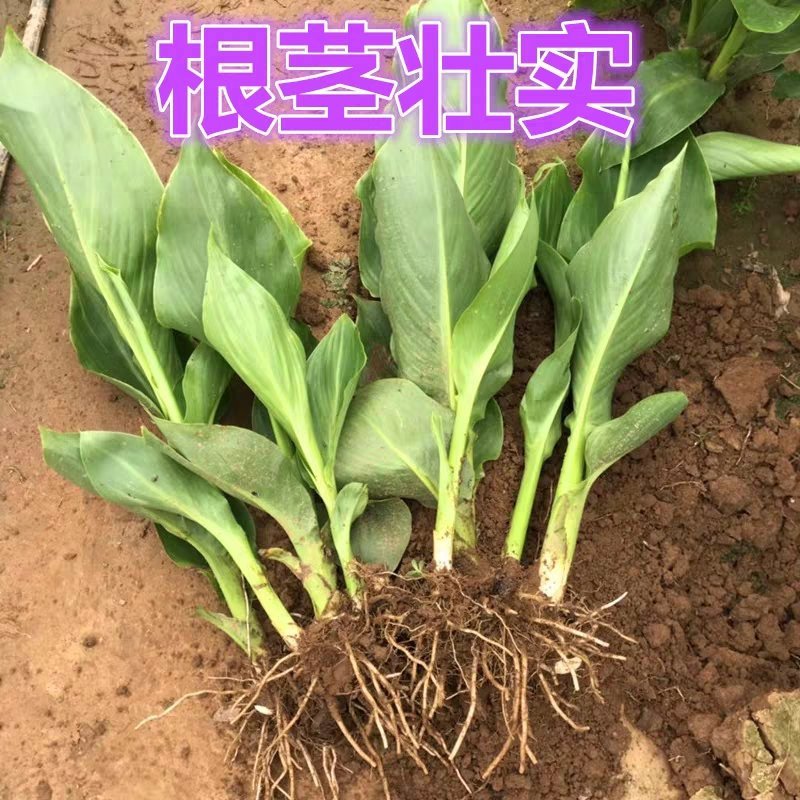 红色美人蕉种子湿生水生植物庭院盆栽室外湿都好播种