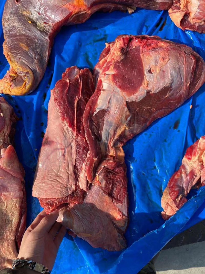精品驴肉前后腿带腱子冷鲜速冻