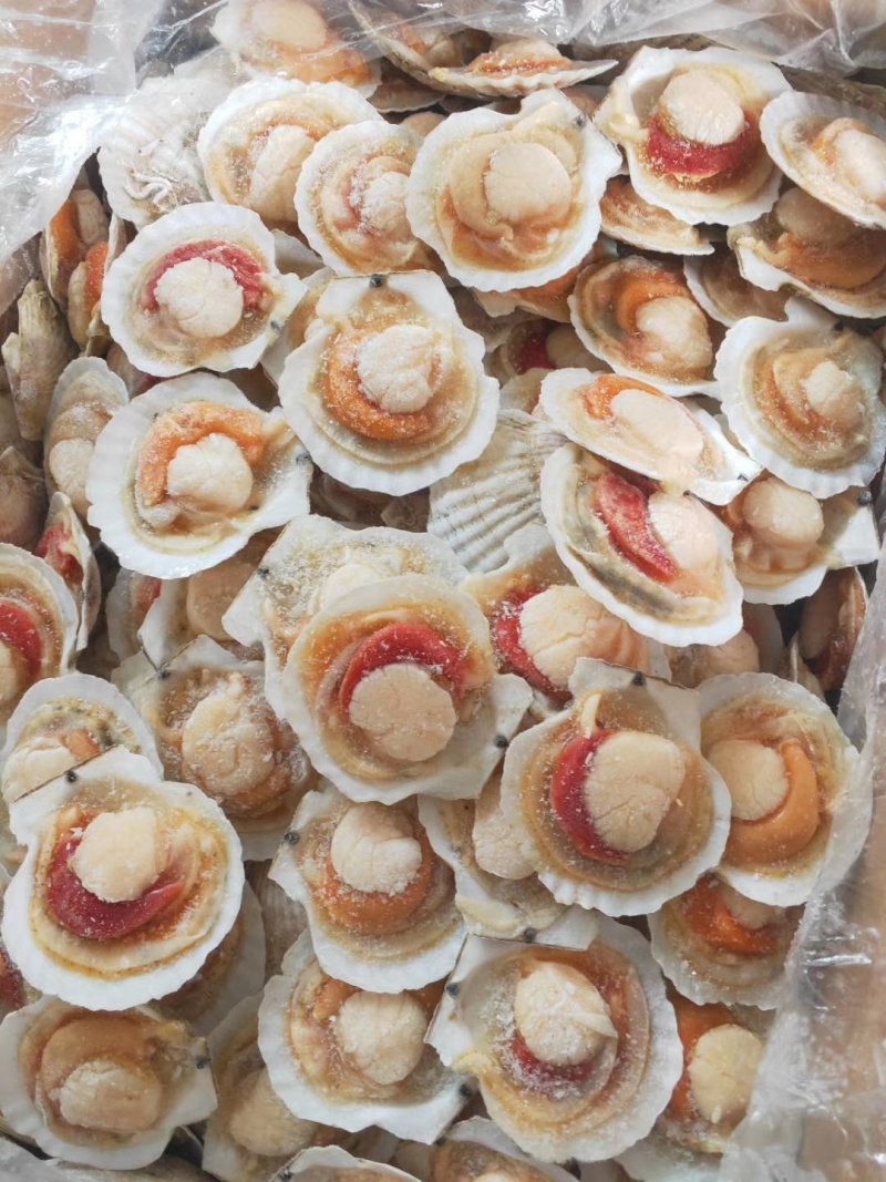 【热销】半壳大扇贝烧烤大扇贝半壳夏夷贝整箱半壳扇贝