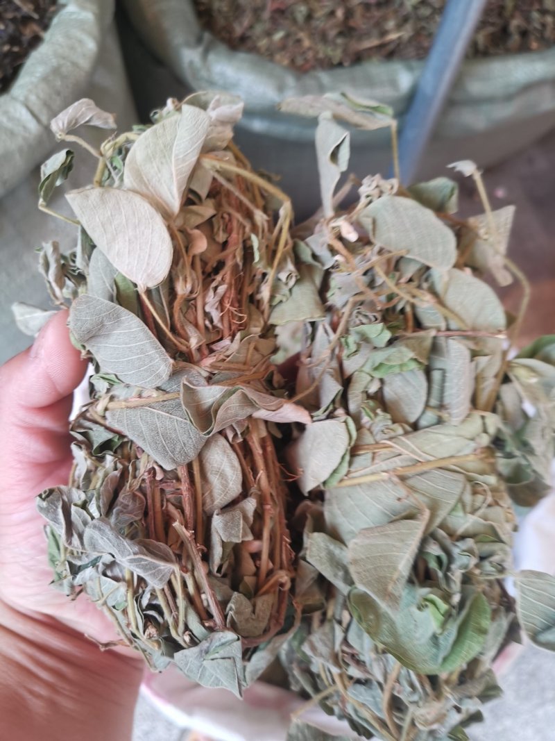 金钱草2020年新货产地货源