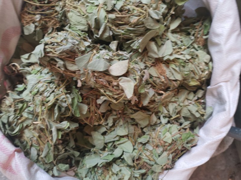 金钱草2020年新货产地货源