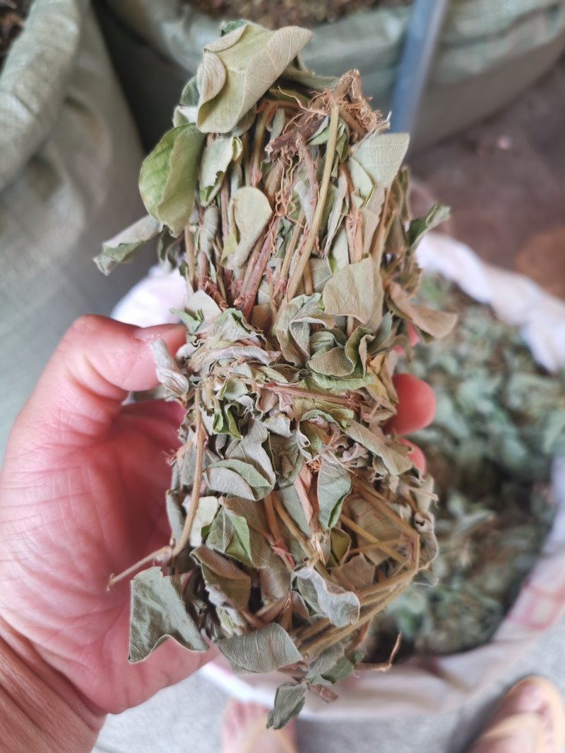 金钱草2020年新货产地货源
