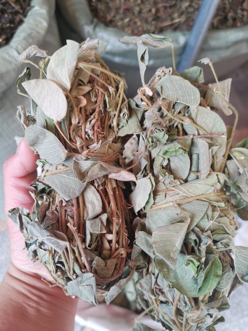 金钱草2020年新货产地货源