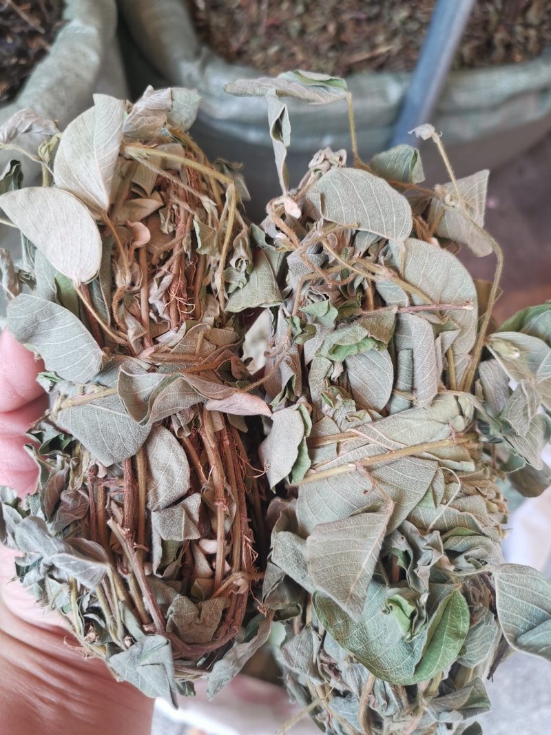 金钱草2020年新货产地货源