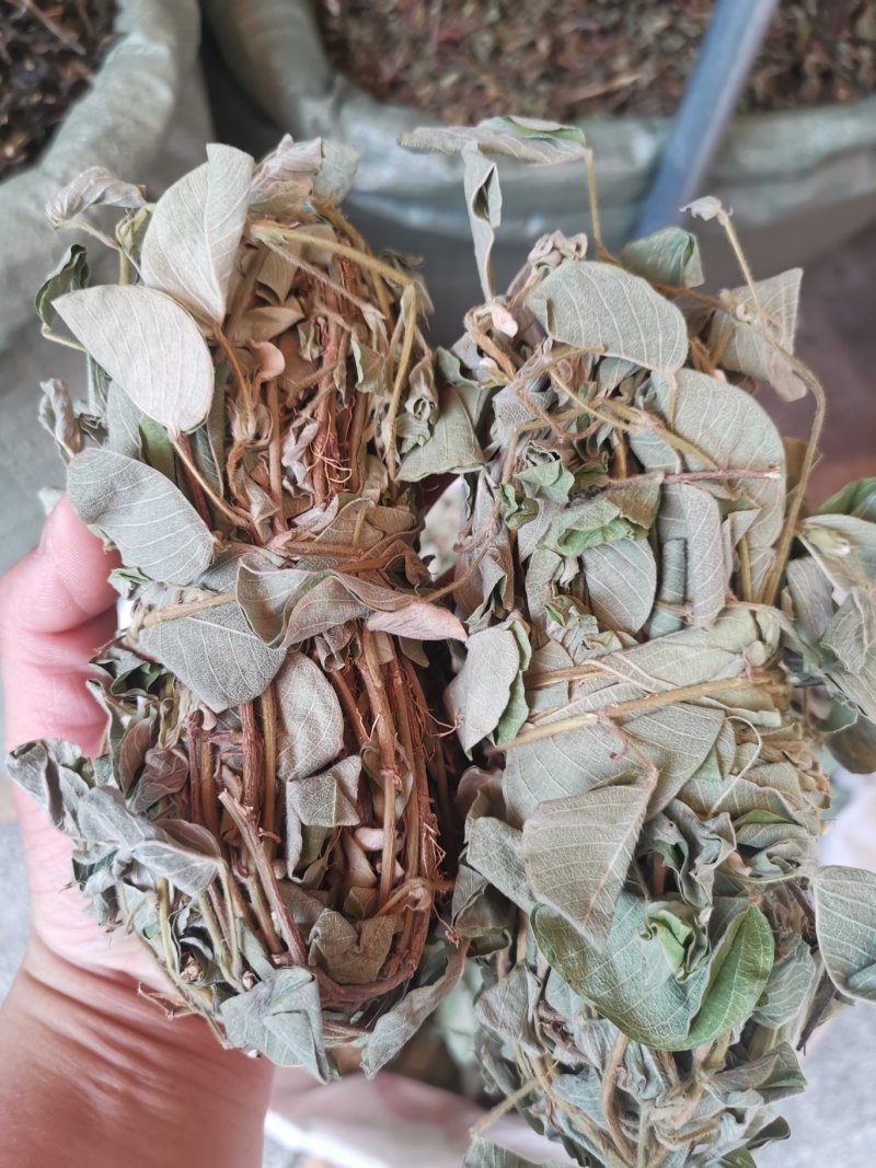 金钱草2020年新货产地货源