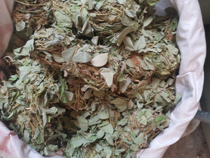 金钱草2020年新货产地货源