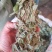 金钱草2020年新货产地货源